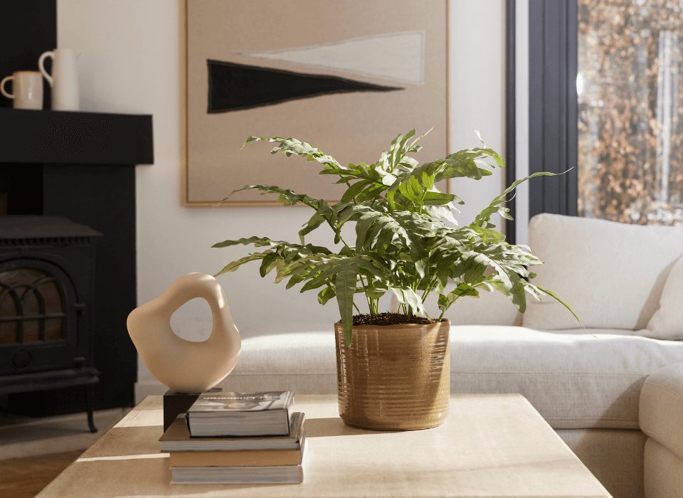 De voordelen van zijden planten in jouw huis of kantoor