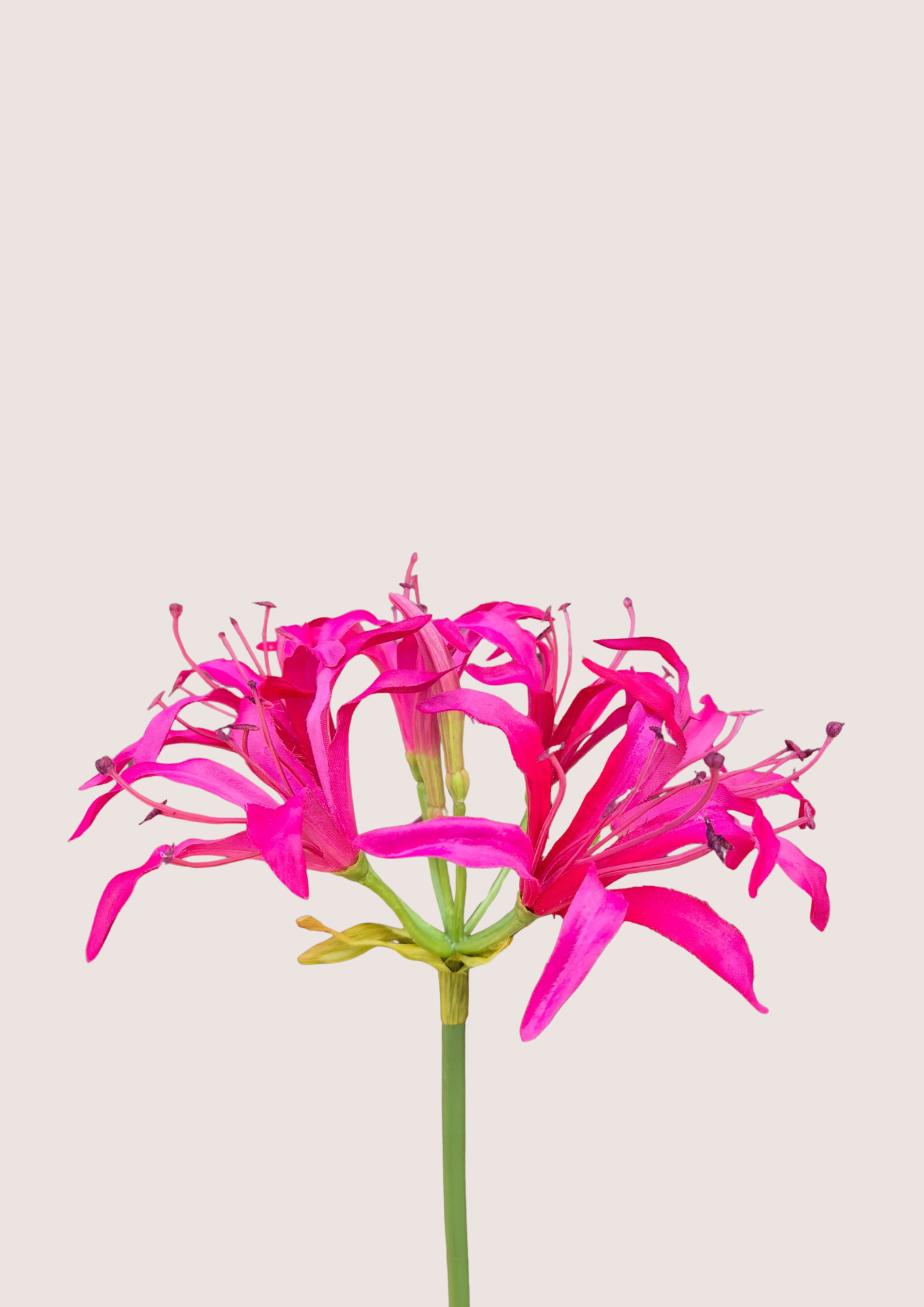 Nerine Beauty zijden bloem