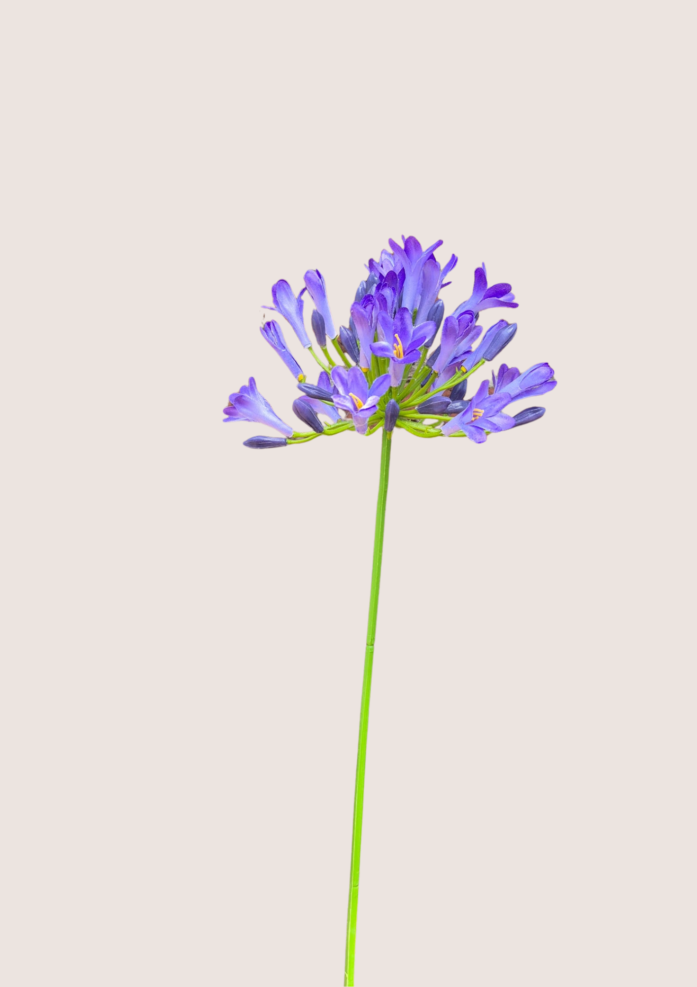 Agapanthus zijden bloem