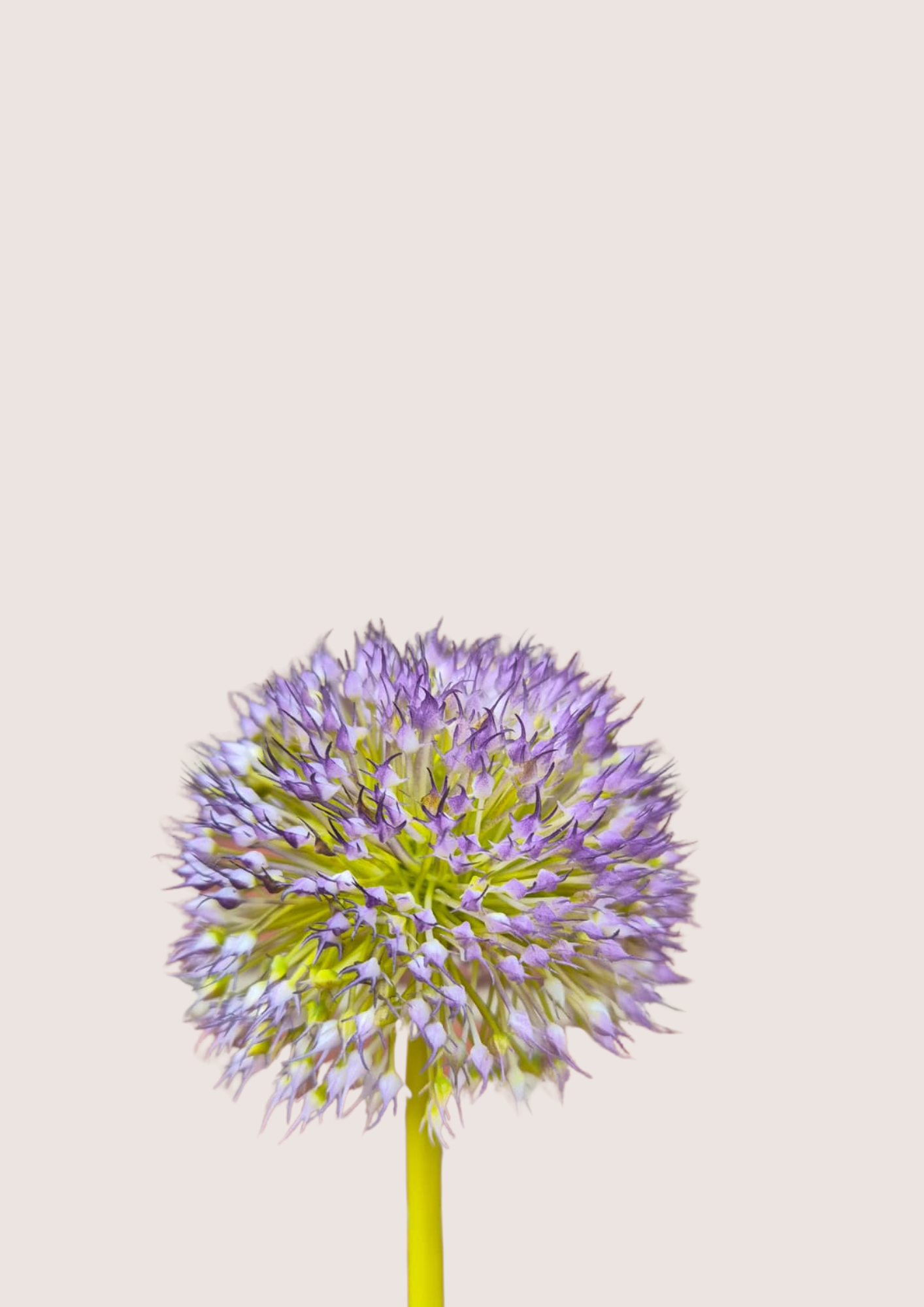 Allium bol zijden bloem