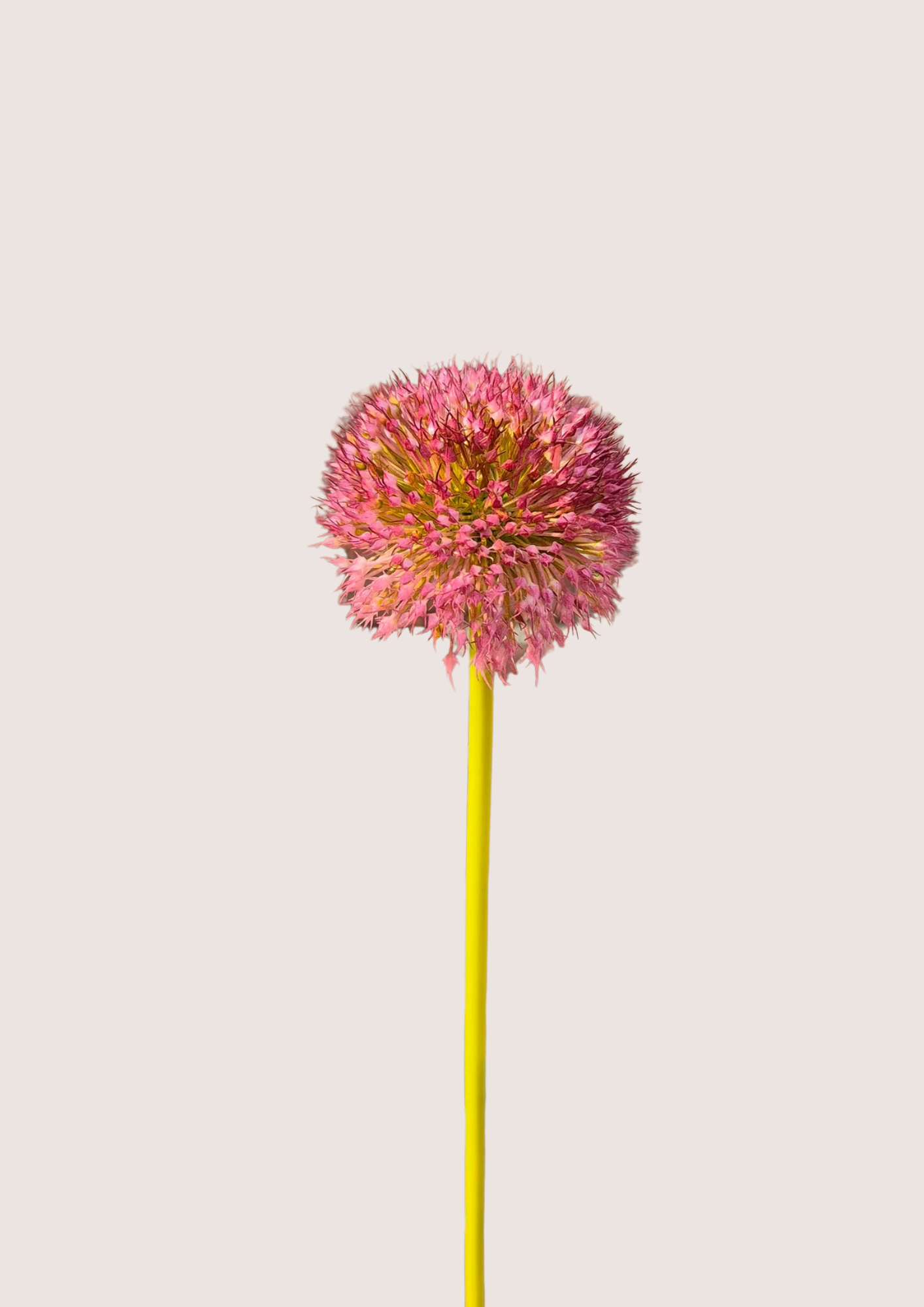 Allium bol zijden bloem