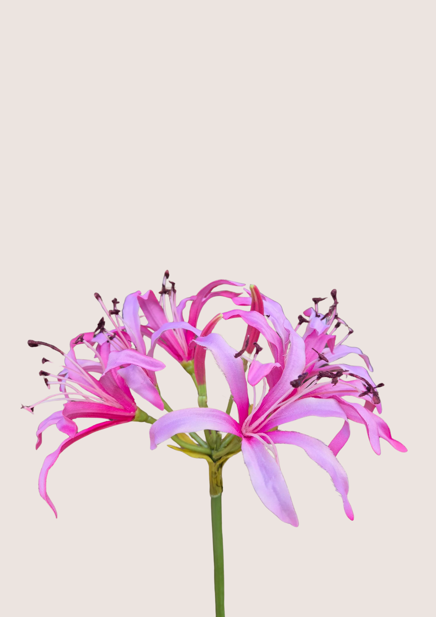 Nerine Roze zijden bloem