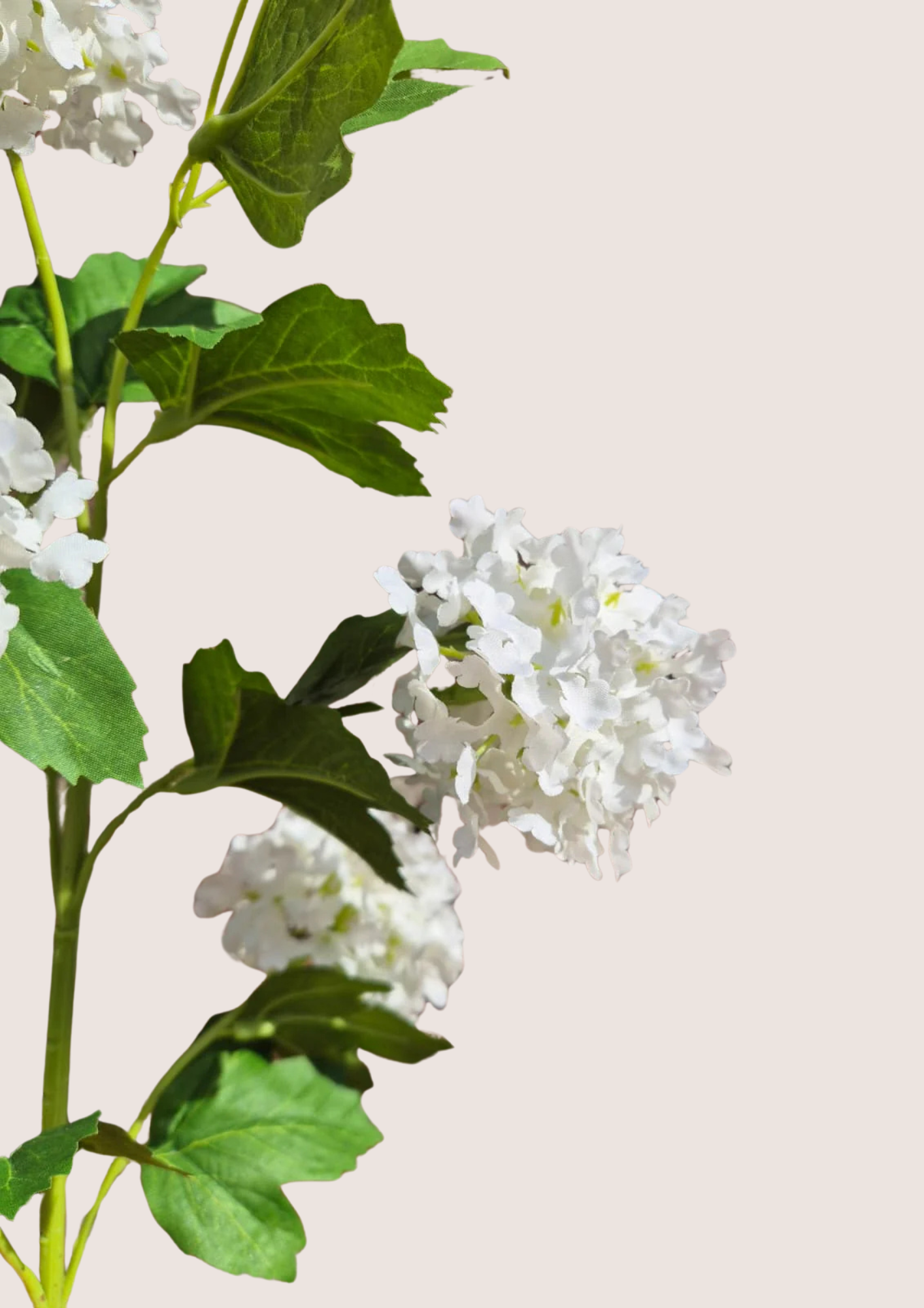 Viburnum wit zijden bloem