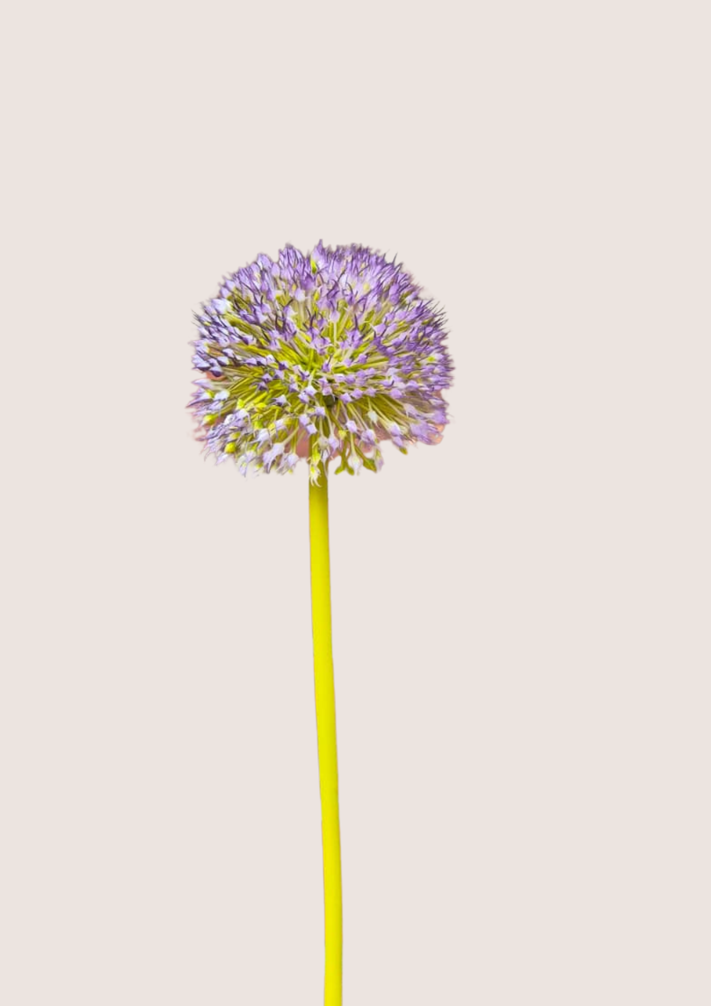 Allium bol zijden bloem
