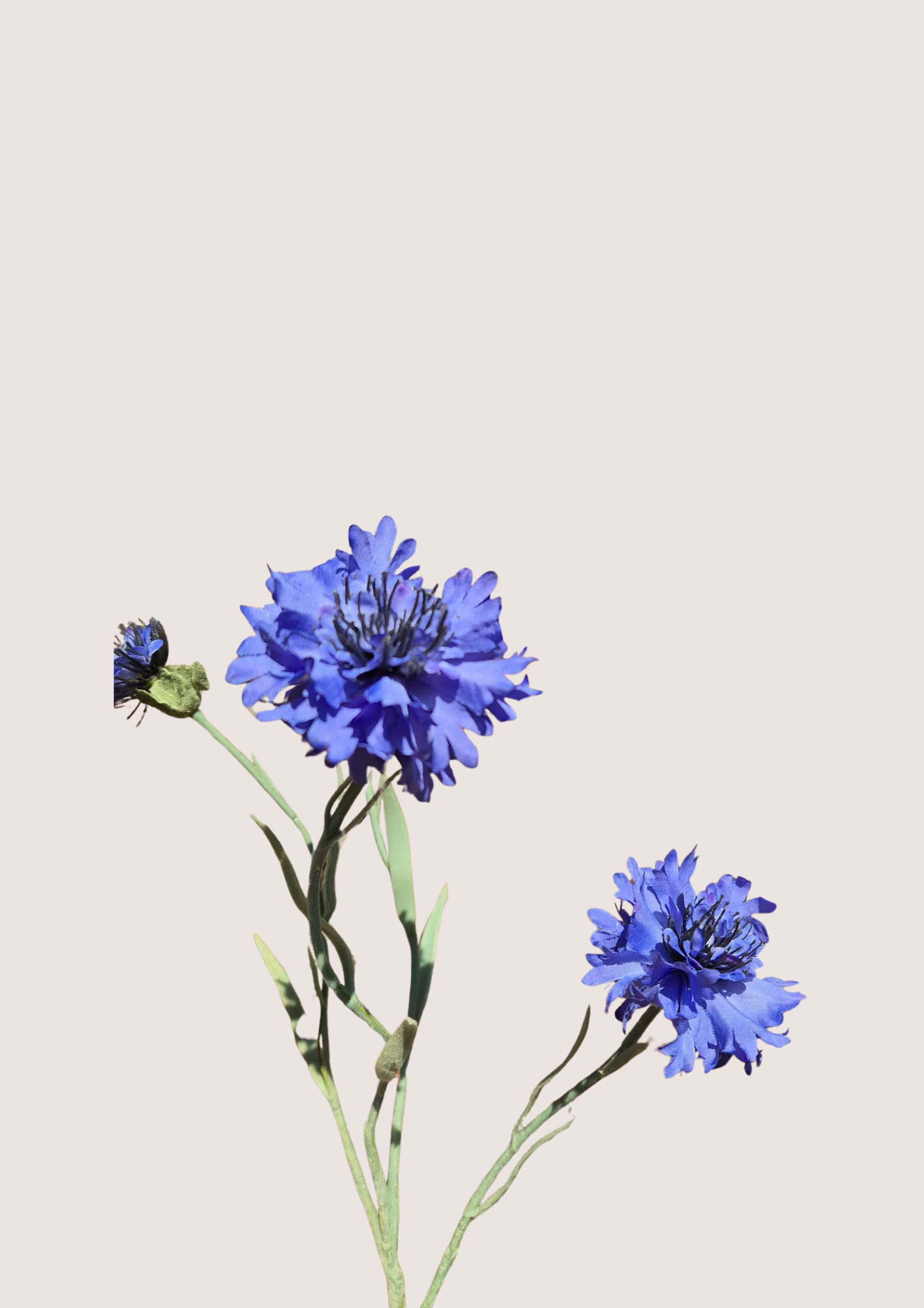 Korenbloem kort Blue Zijden bloem