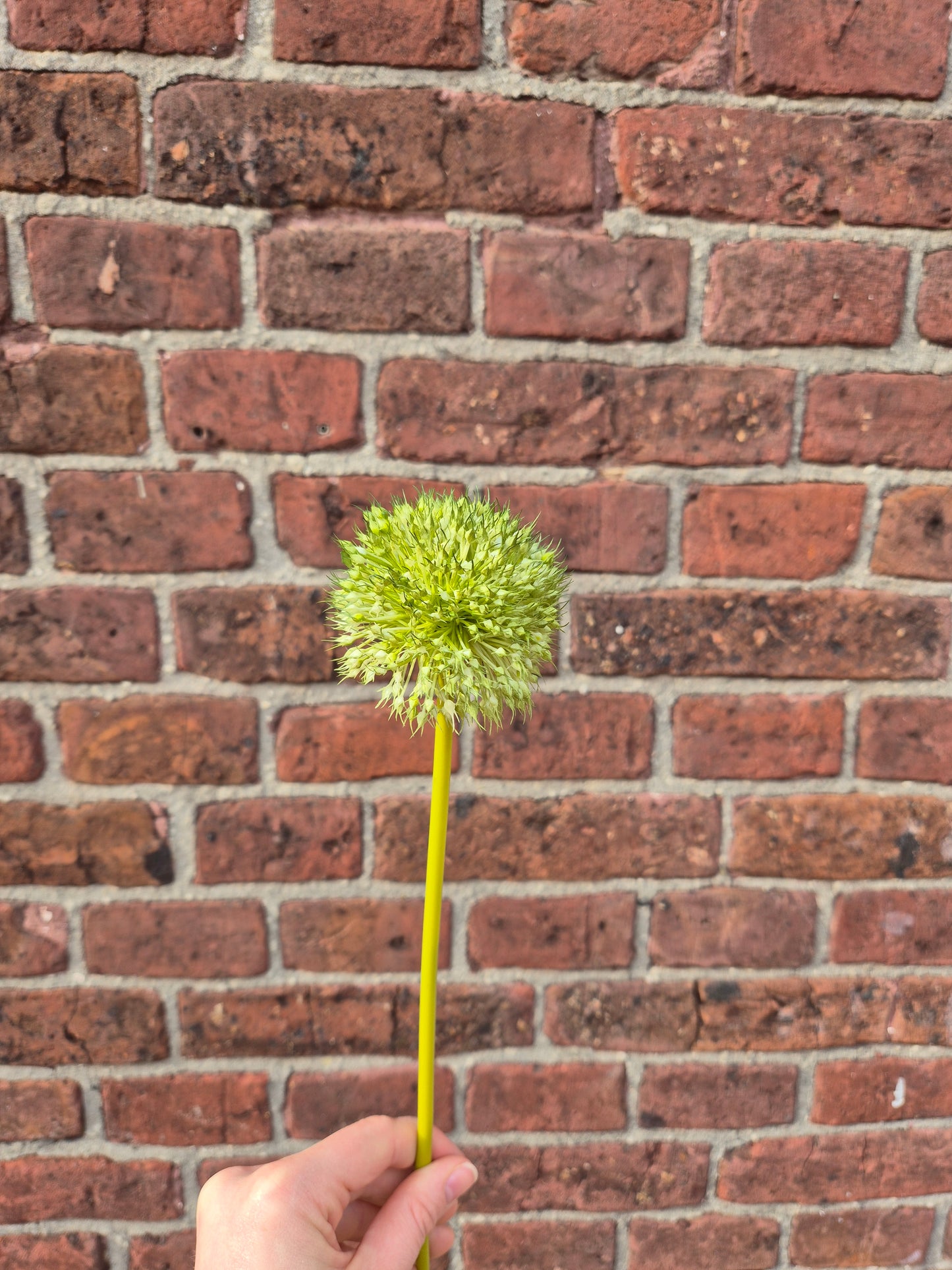 Allium bol  zijden bloem