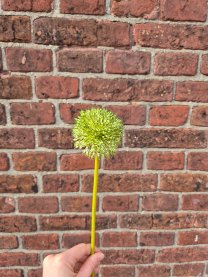 Allium bol  zijden bloem