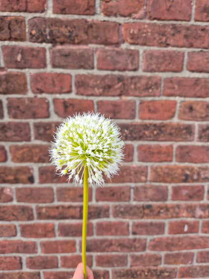 Allium bol  zijden bloem