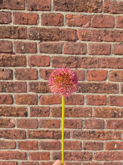 Allium bol  zijden bloem