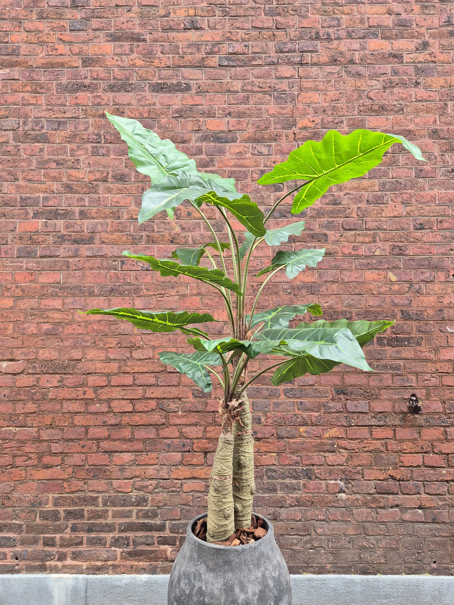 Alocasia zijden plant in pot