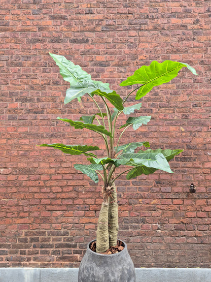 Alocasia zijden plant in pot
