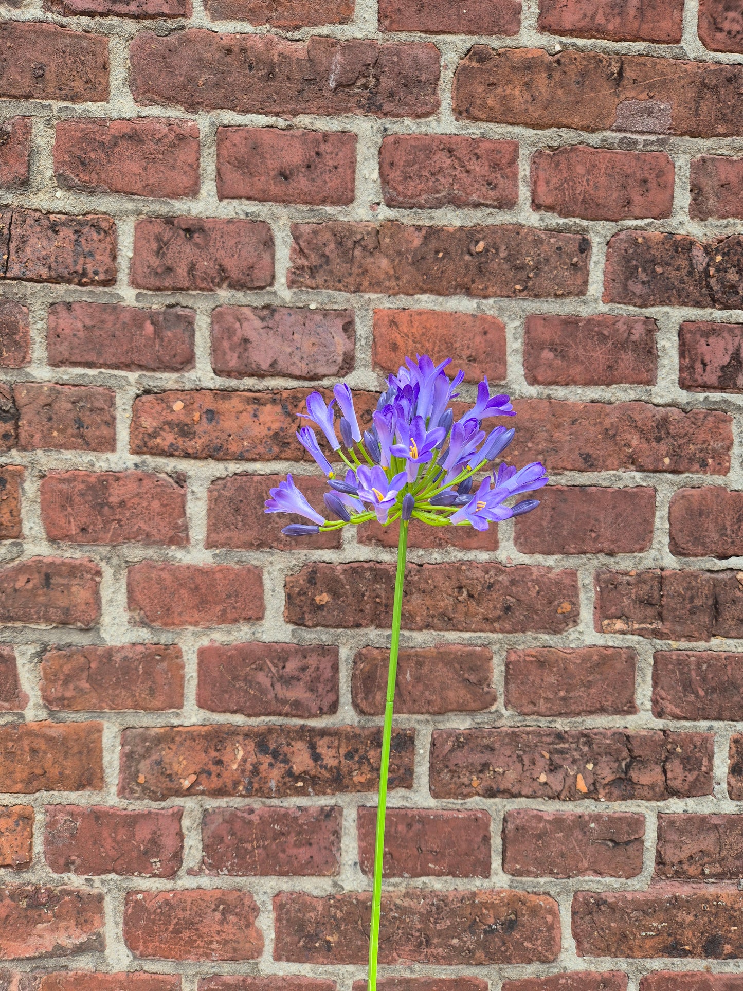Agapanthus zijden bloem