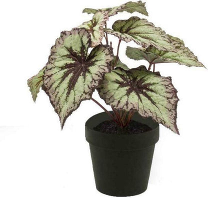 Begonia zijden plant in pot