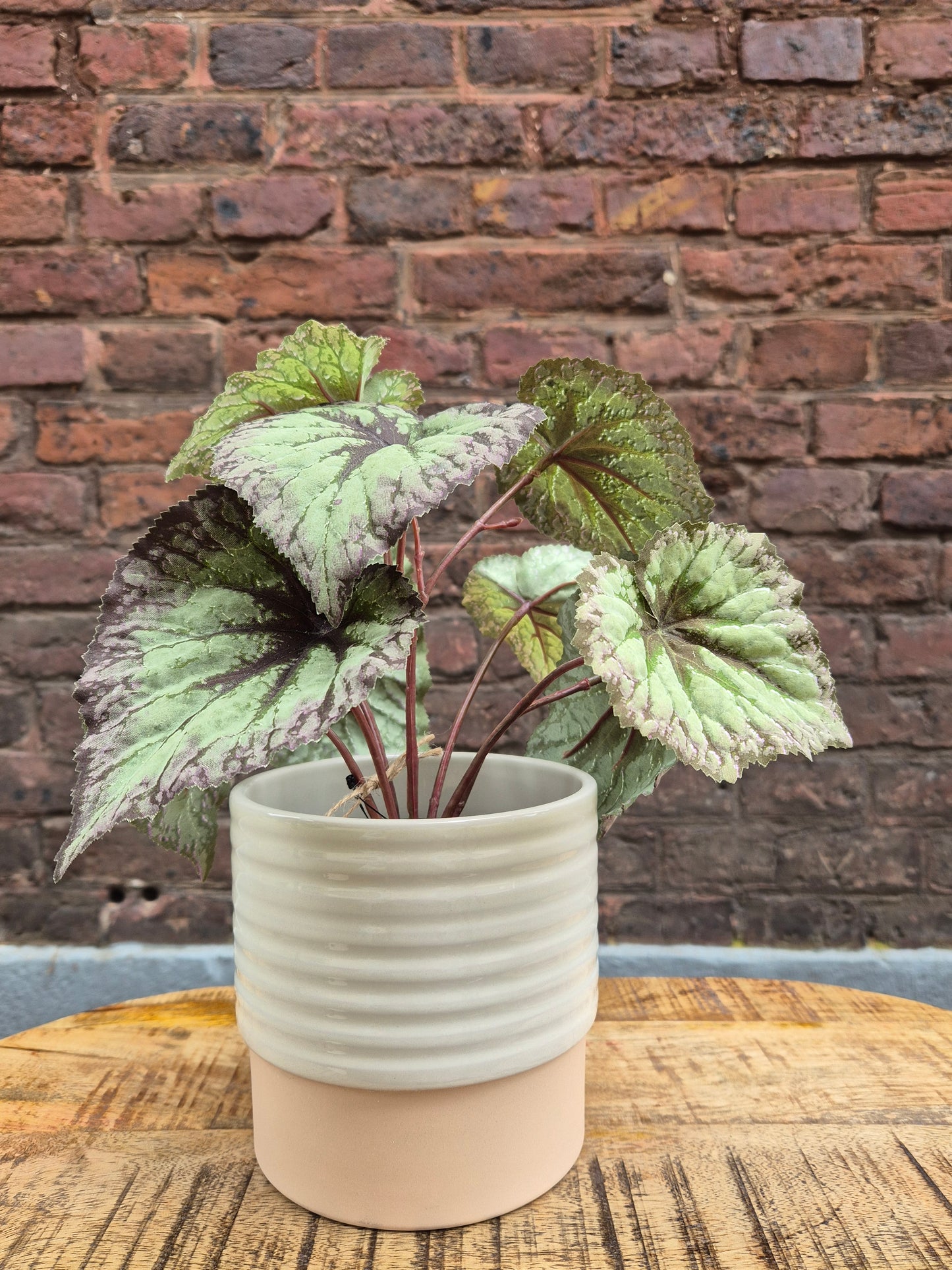 Begonia zijden plant in pot