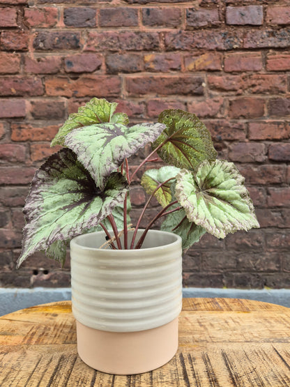 Begonia zijden plant in pot