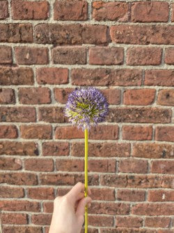 Allium bol  zijden bloem