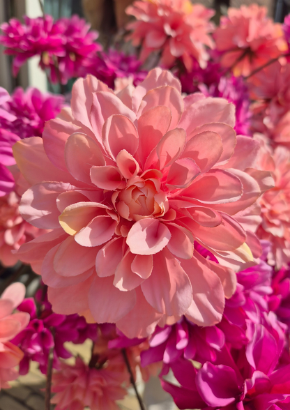 Dahlia zijden bloem