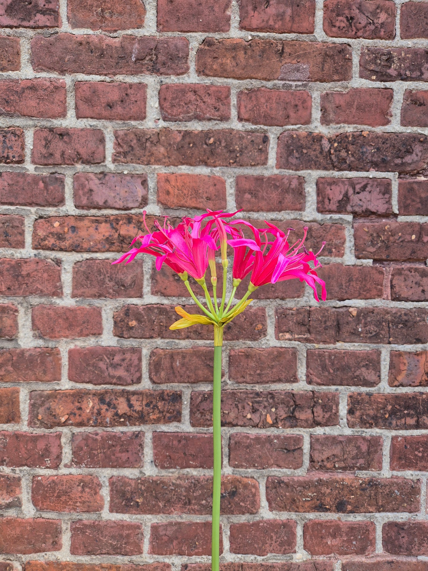 Nerine Beauty zijden bloem