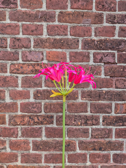 Nerine Beauty zijden bloem