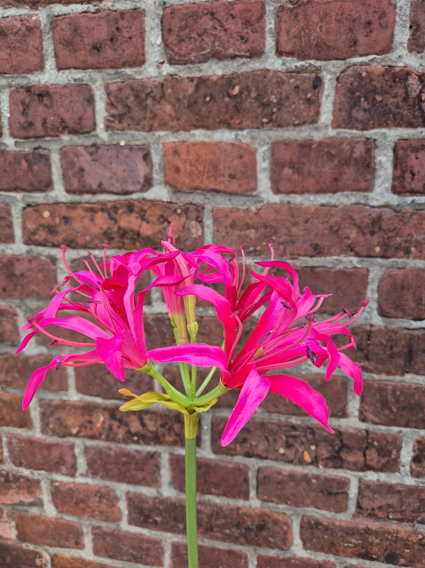 Nerine Beauty zijden bloem
