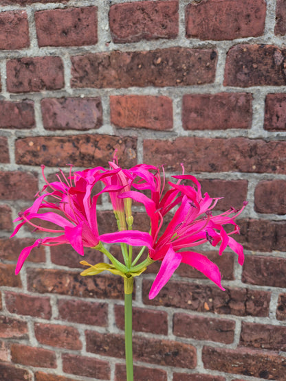 Nerine Beauty zijden bloem