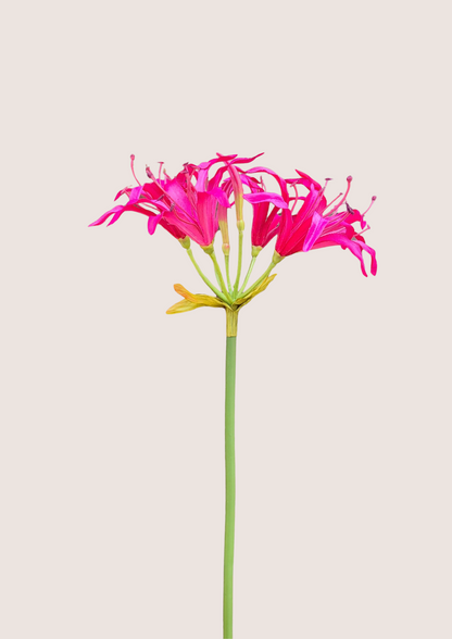 Nerine Beauty zijden bloem