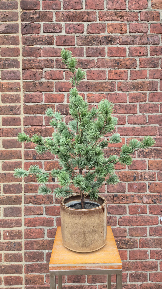 🔥 Zijden pinus boom 80cm pre-orderen 🔥