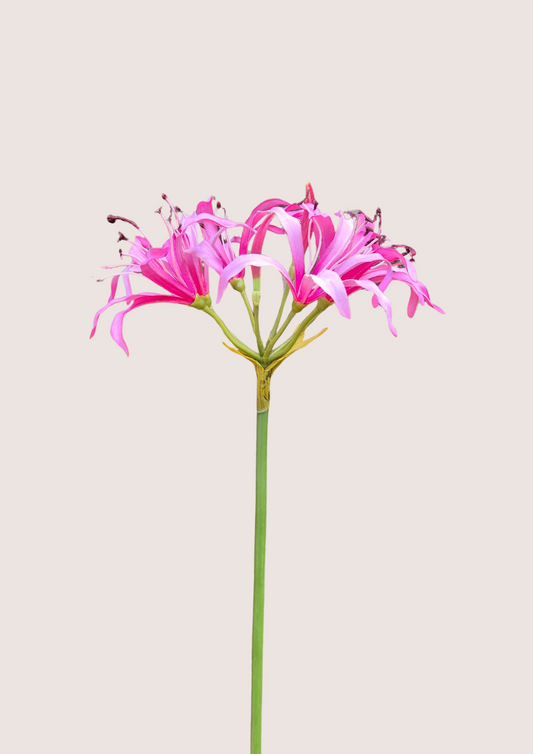 Nerine Roze zijden bloem