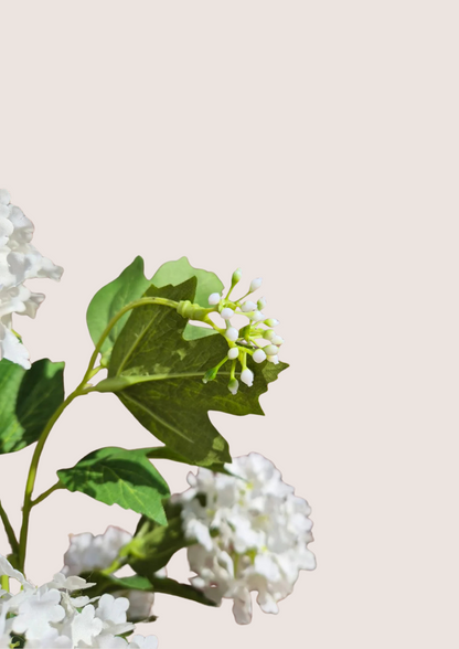 Viburnum wit zijden bloem