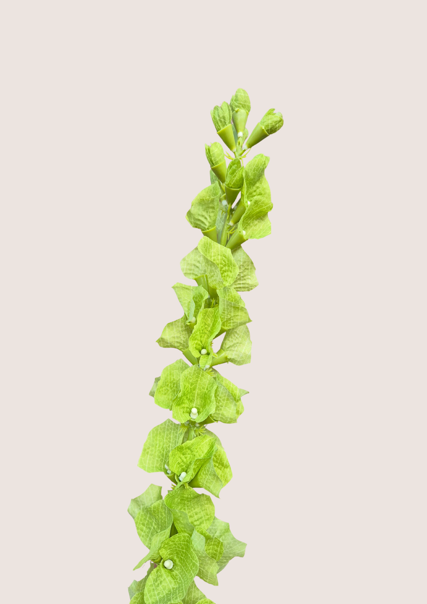 Zijden molucella bloem