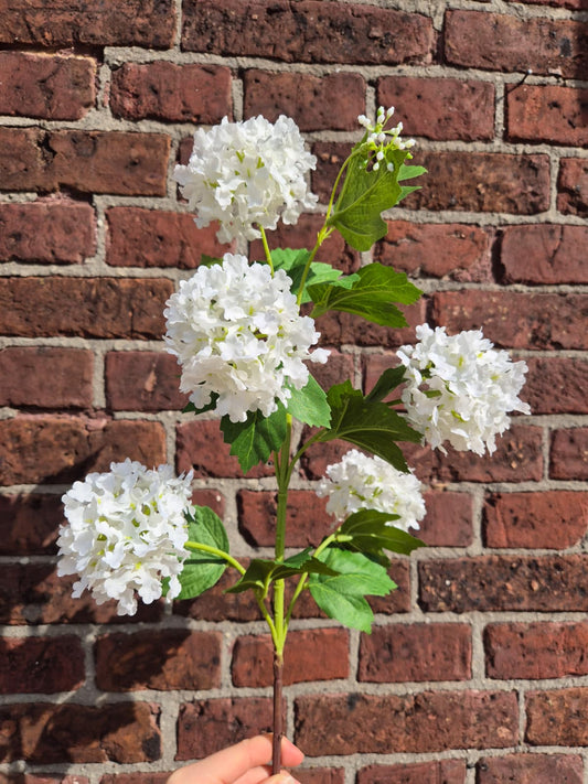 Viburnum wit zijden bloem