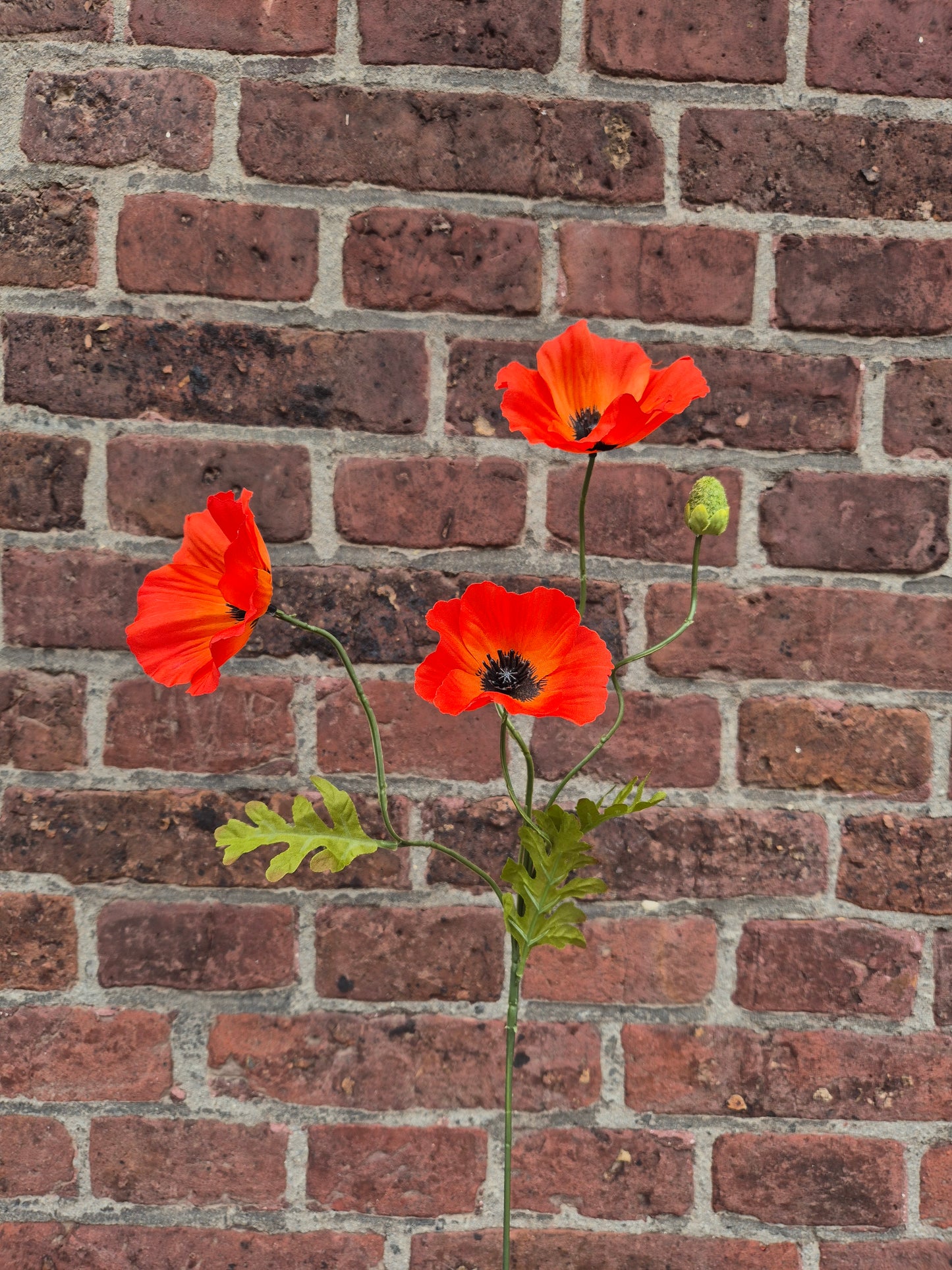 Klaproos zijden bloem