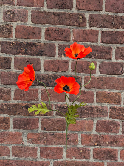 Klaproos zijden bloem