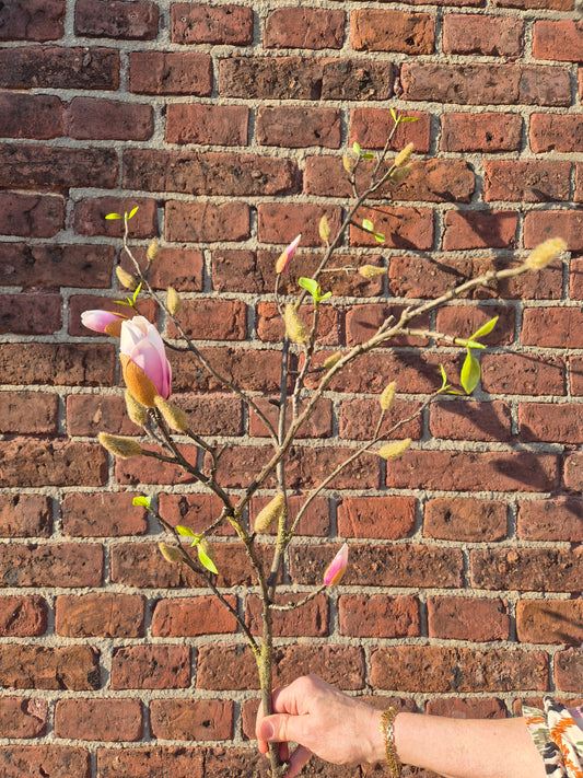 Magnolia tak zijden