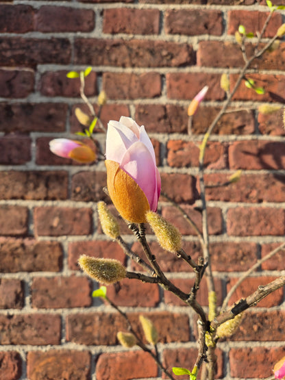 Magnolia tak zijden