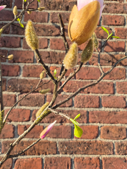 Magnolia tak zijden