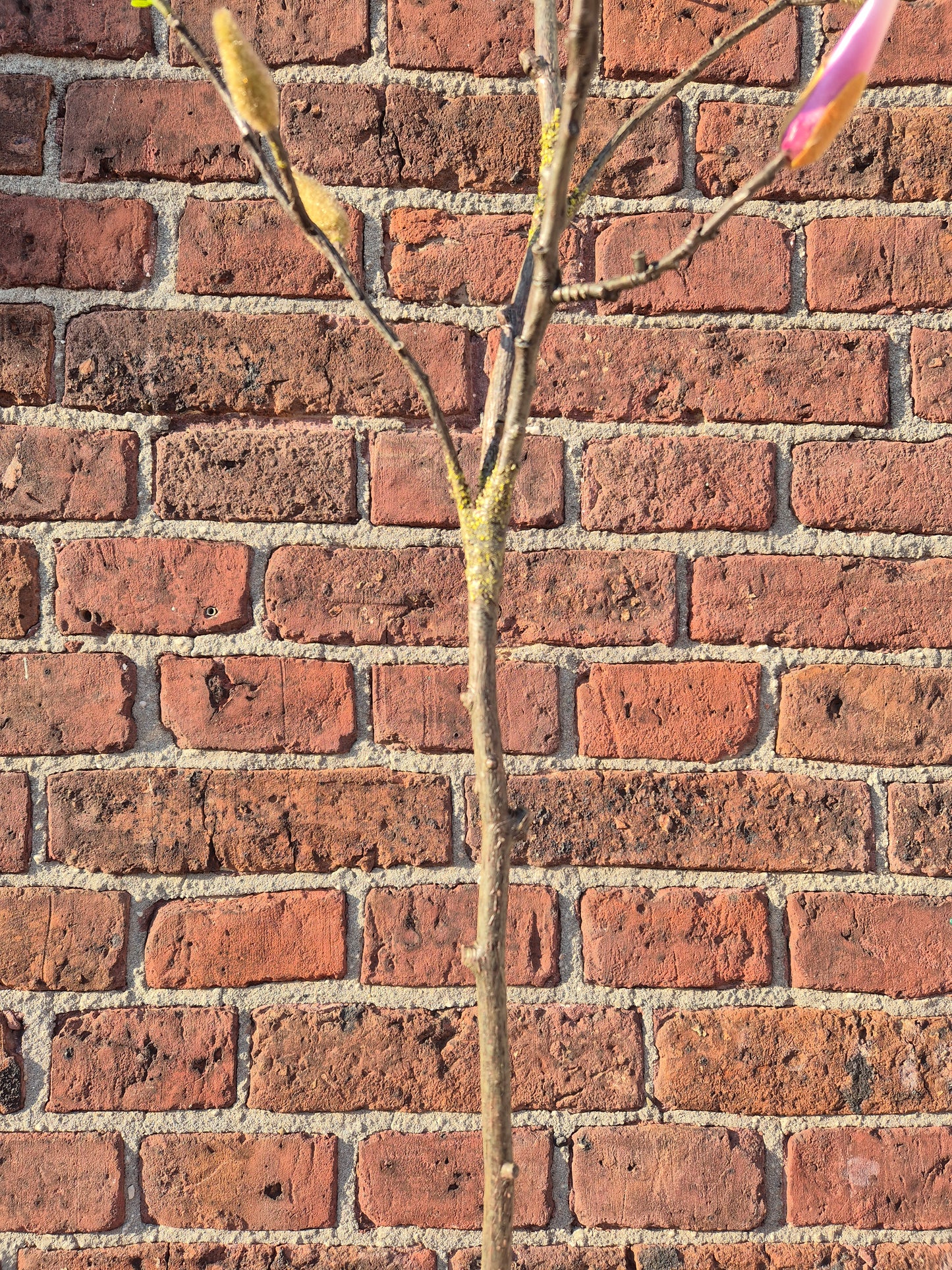 Magnolia tak zijden