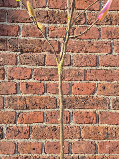 Magnolia tak zijden