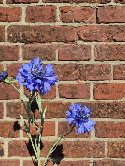 Korenbloem kort Blue Zijden bloem