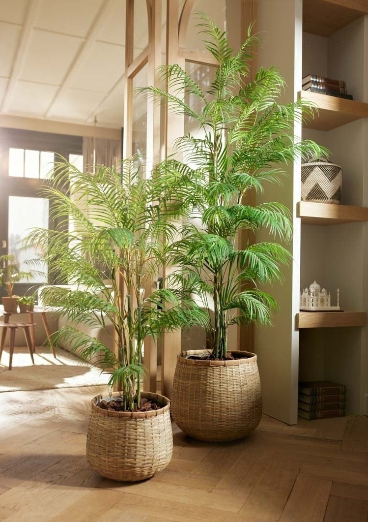 Chamaedorea zijden palm - 120cm